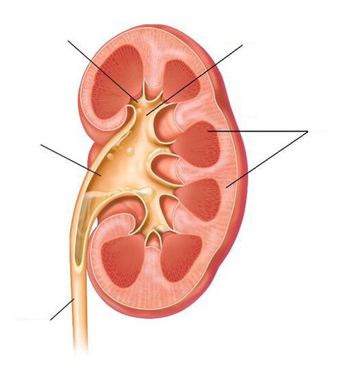 sistitin bir komplikasyonu olarak akut piyelonefrit
